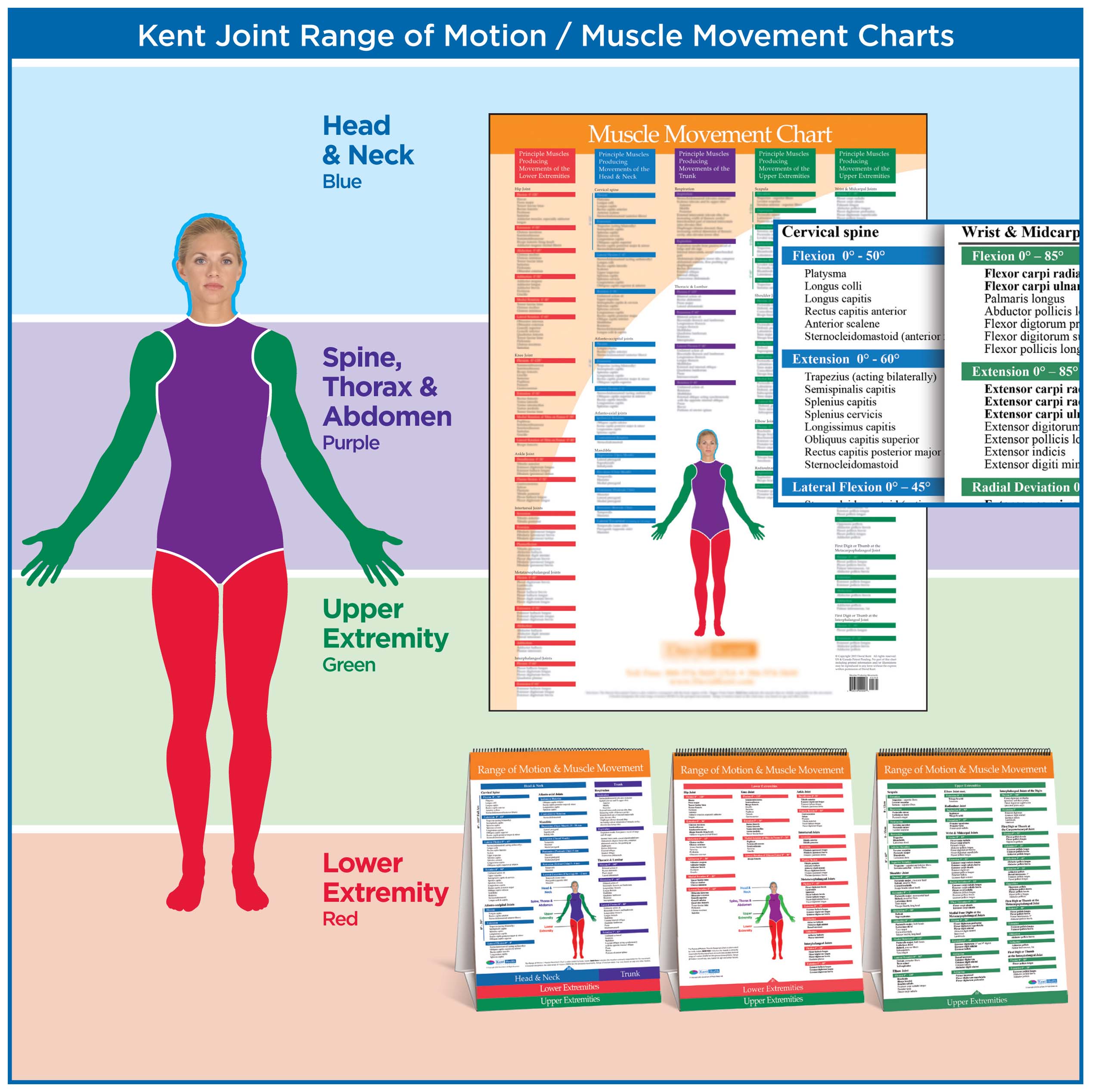 Joint Movements Chart