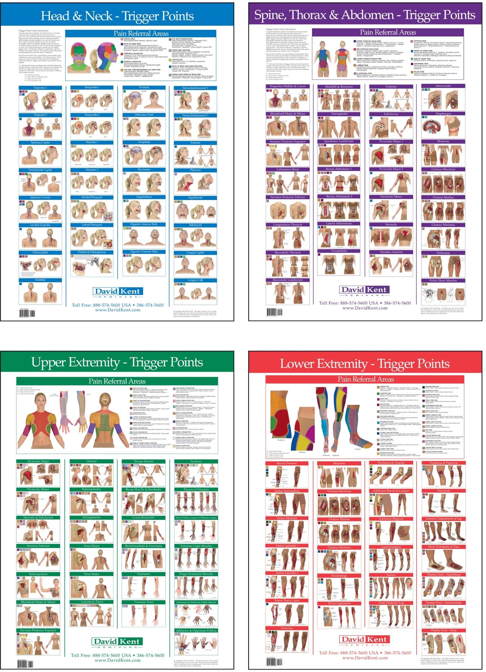Trigger Point Wall Chart Set – Kent Health Systems
